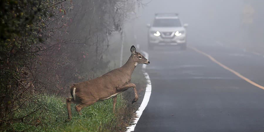 Z doplnkových poistení určite oceníte aj poistenie Stret so zverou.