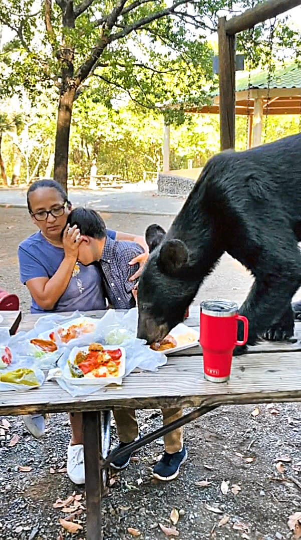 Maco sa drzo pustil do jedla, ktoré si rodina priniesla na piknik.