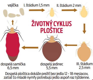 Životný cyklus ploštice