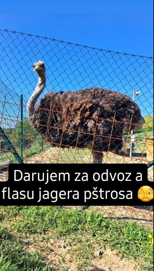 Kuchár Daniel Hrivňák daruje pštrosa za flašku.