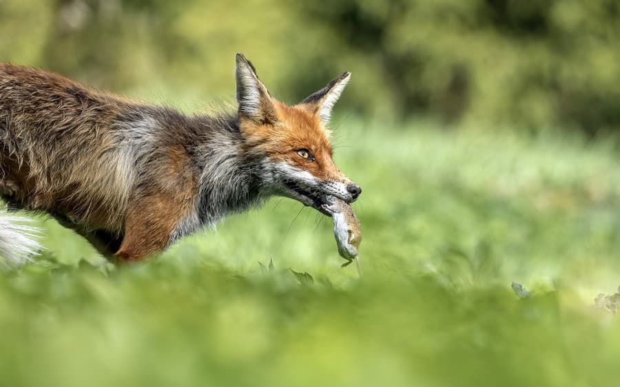 Líšky majú veľmi dobrý sluch, čo im pomáha pri zháňaní potravy.
