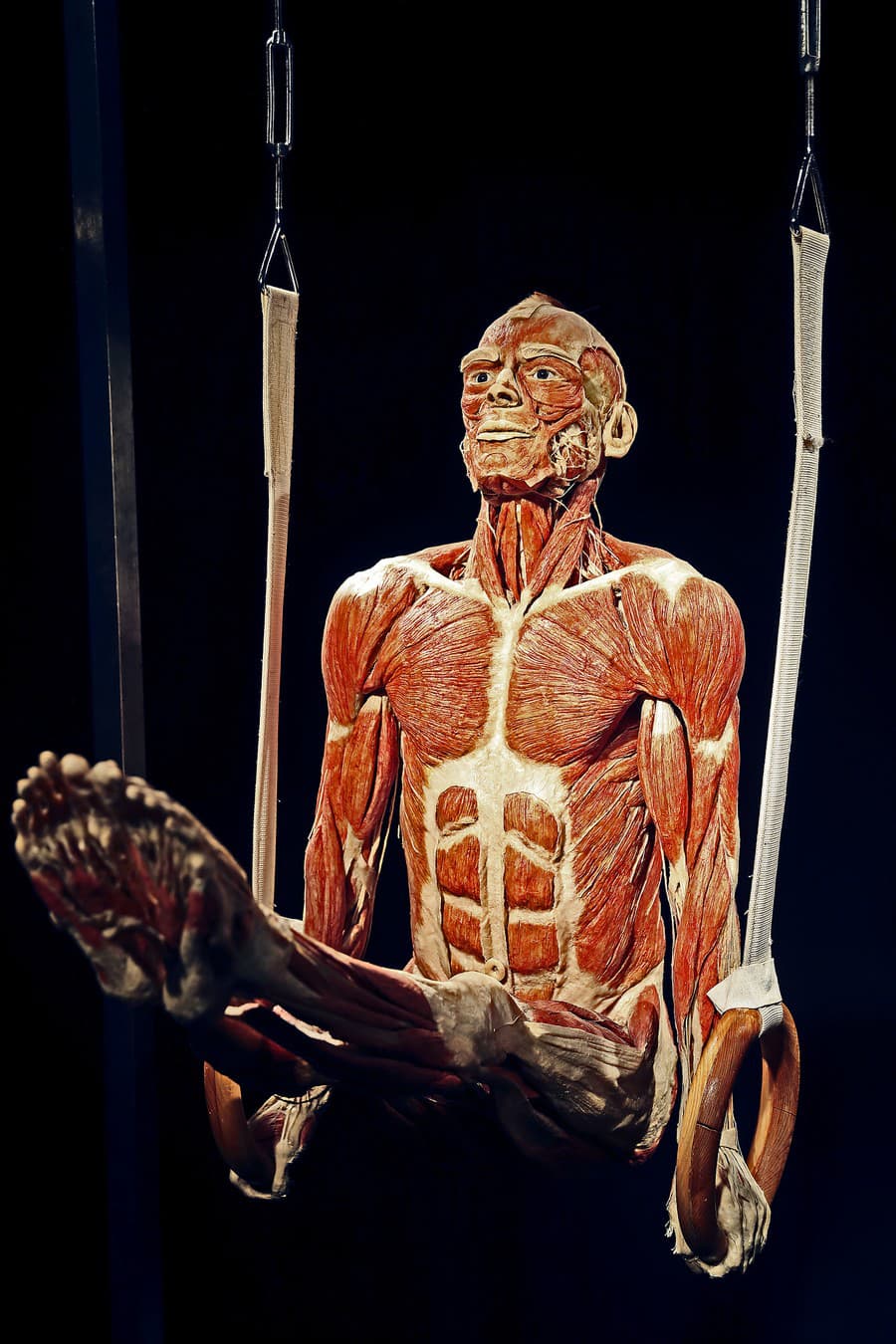 Výstava Body Worlds