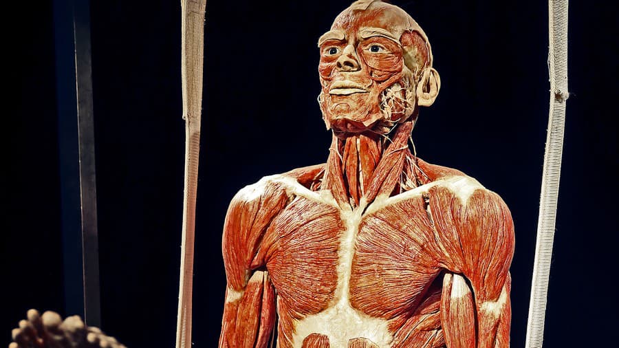 Výstava Body Worlds