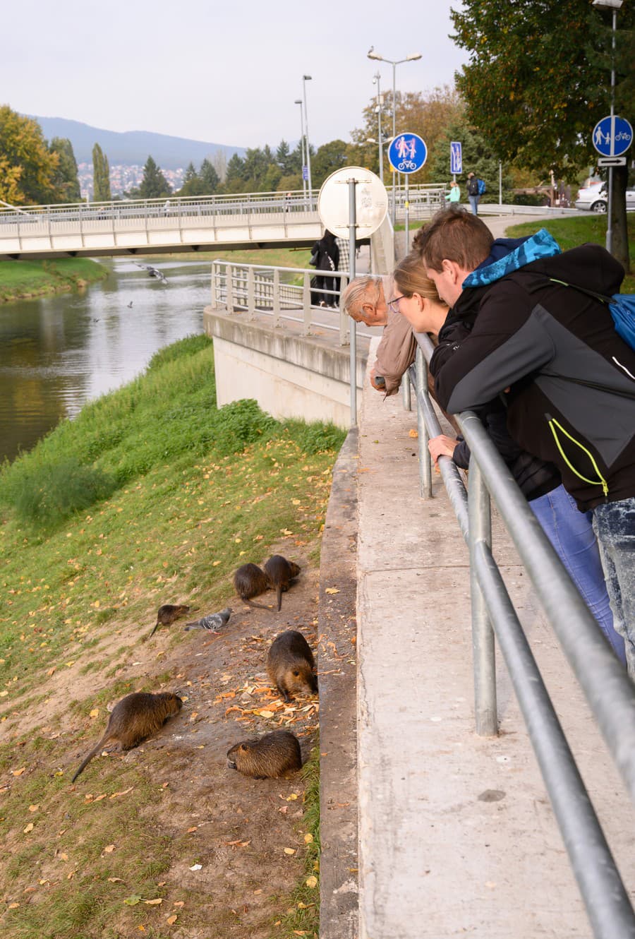 Nutrie ľudia prikrmujú, nevedia,