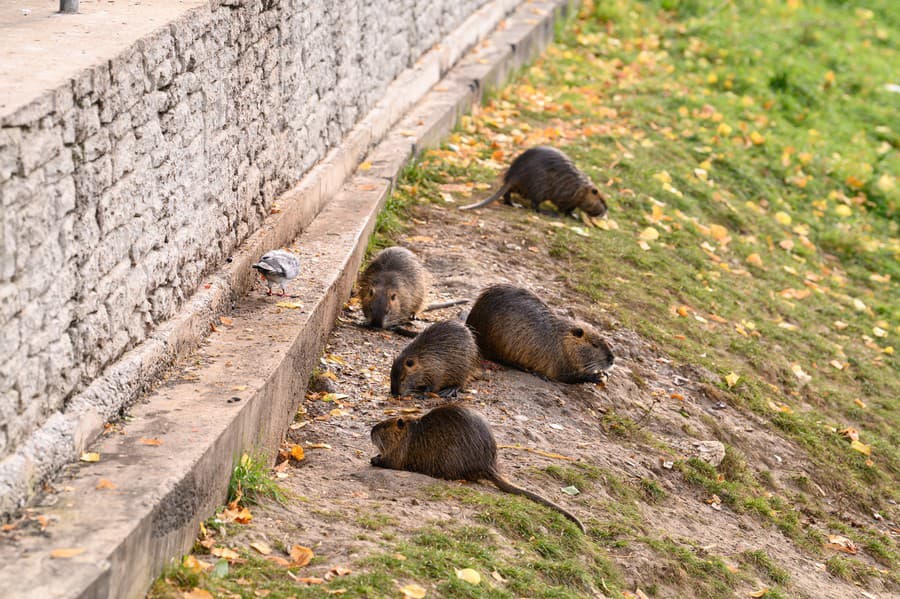 Nutrie ľudia prikrmujú, nevedia,