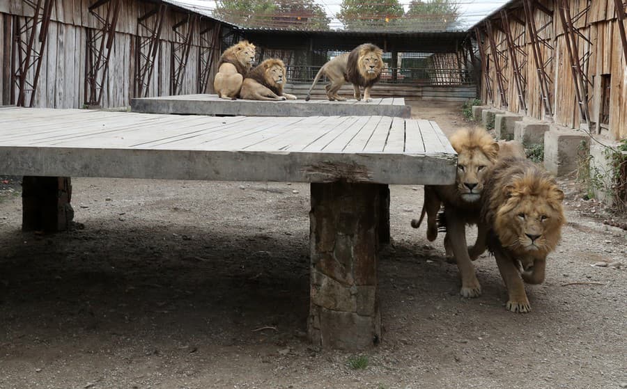 V Panthera park nájdete