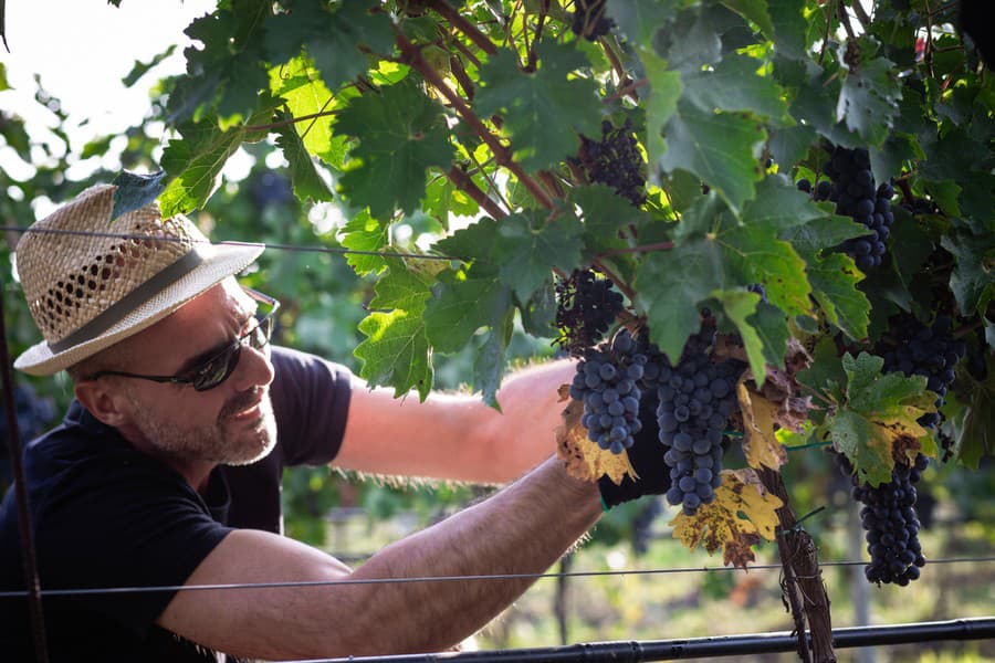 Shebo Winery zhodnotilo vinohradnícku