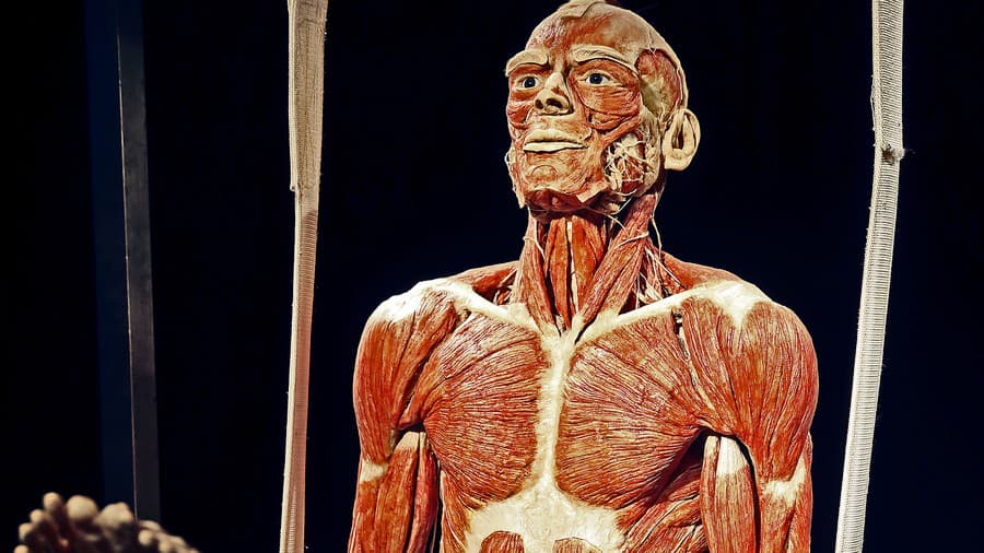 Výstava Body Worlds