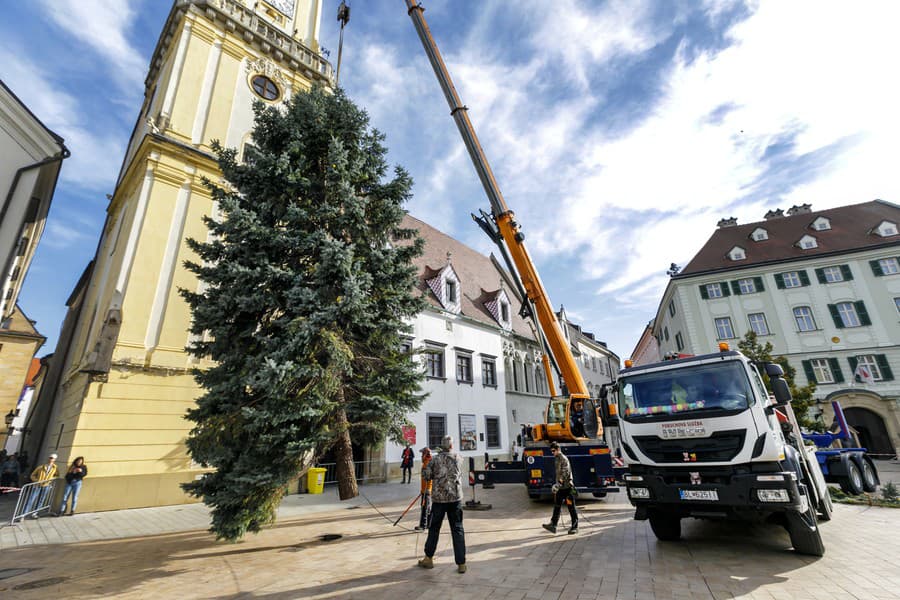 Osadzovanie vianočného stromčeka na