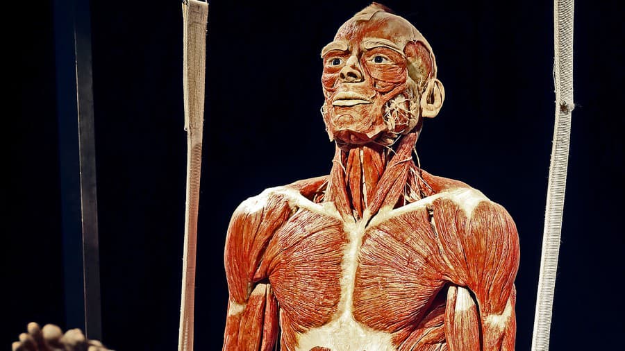 Výstava Body Worlds