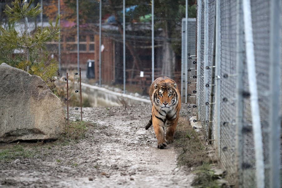 V slovenských zoologických záhradách