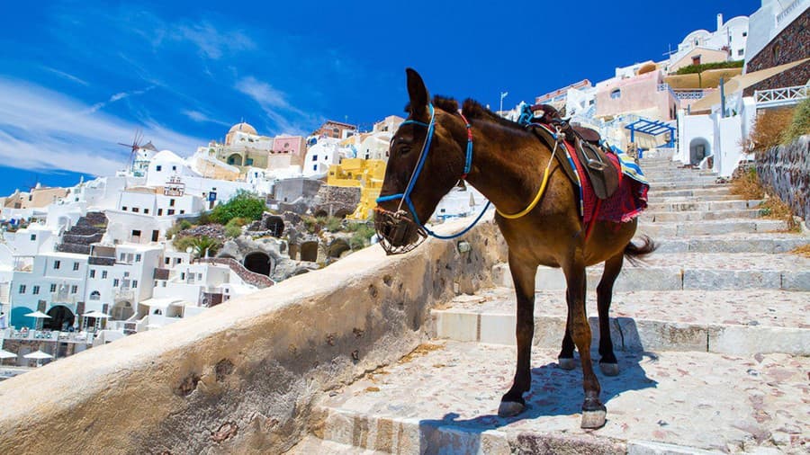 Grécke Santorini a jazda na oslovi.