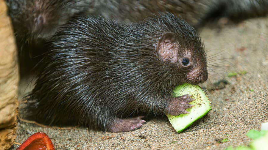 V pražskej zoologickej záhrade