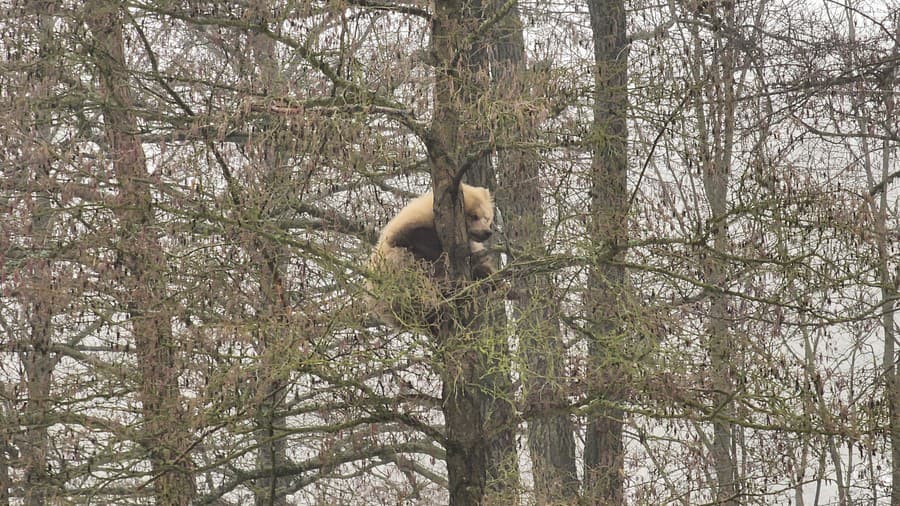 Medveďovi sa nechce zísť