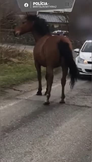 Polícii sa koňa podarilo