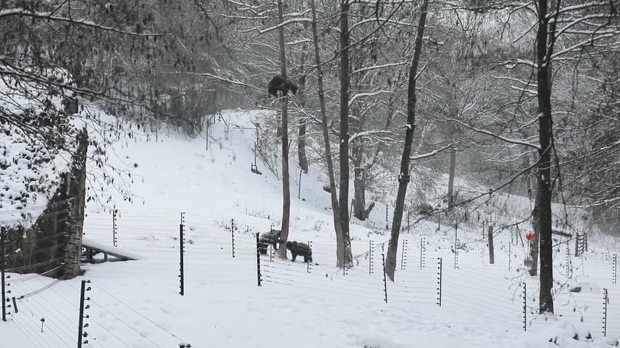 Na strome má pokoj.