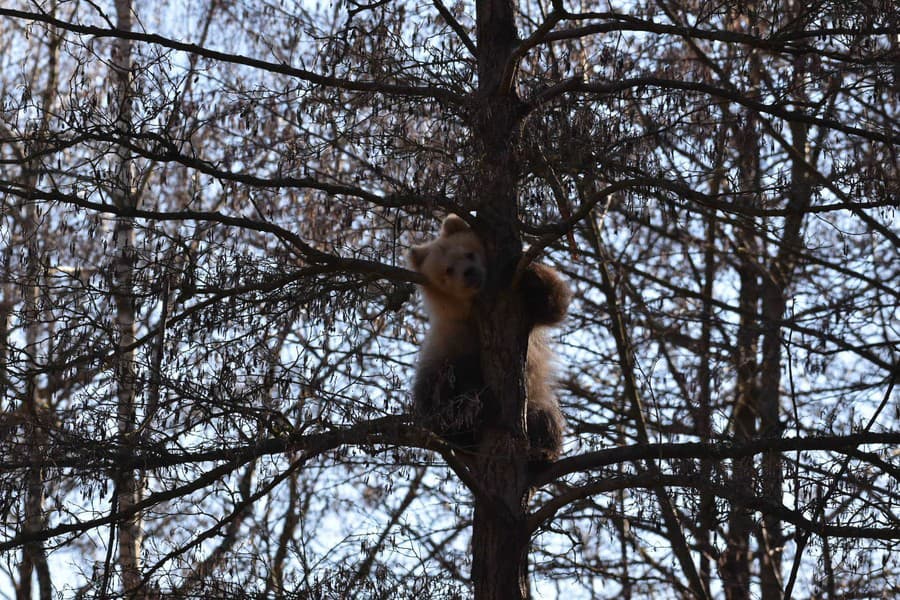 Bojazlivé medvieďa miluje pokoj