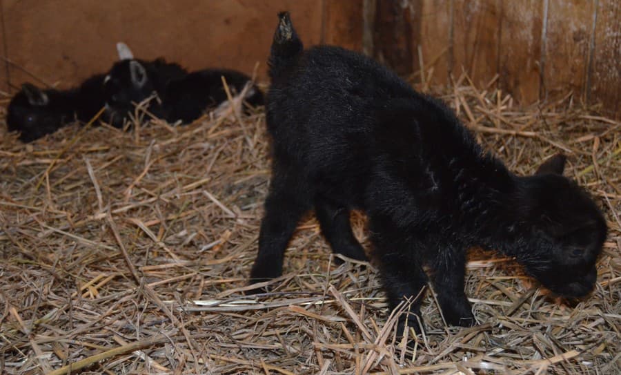 Košická zoo sa rozrástla