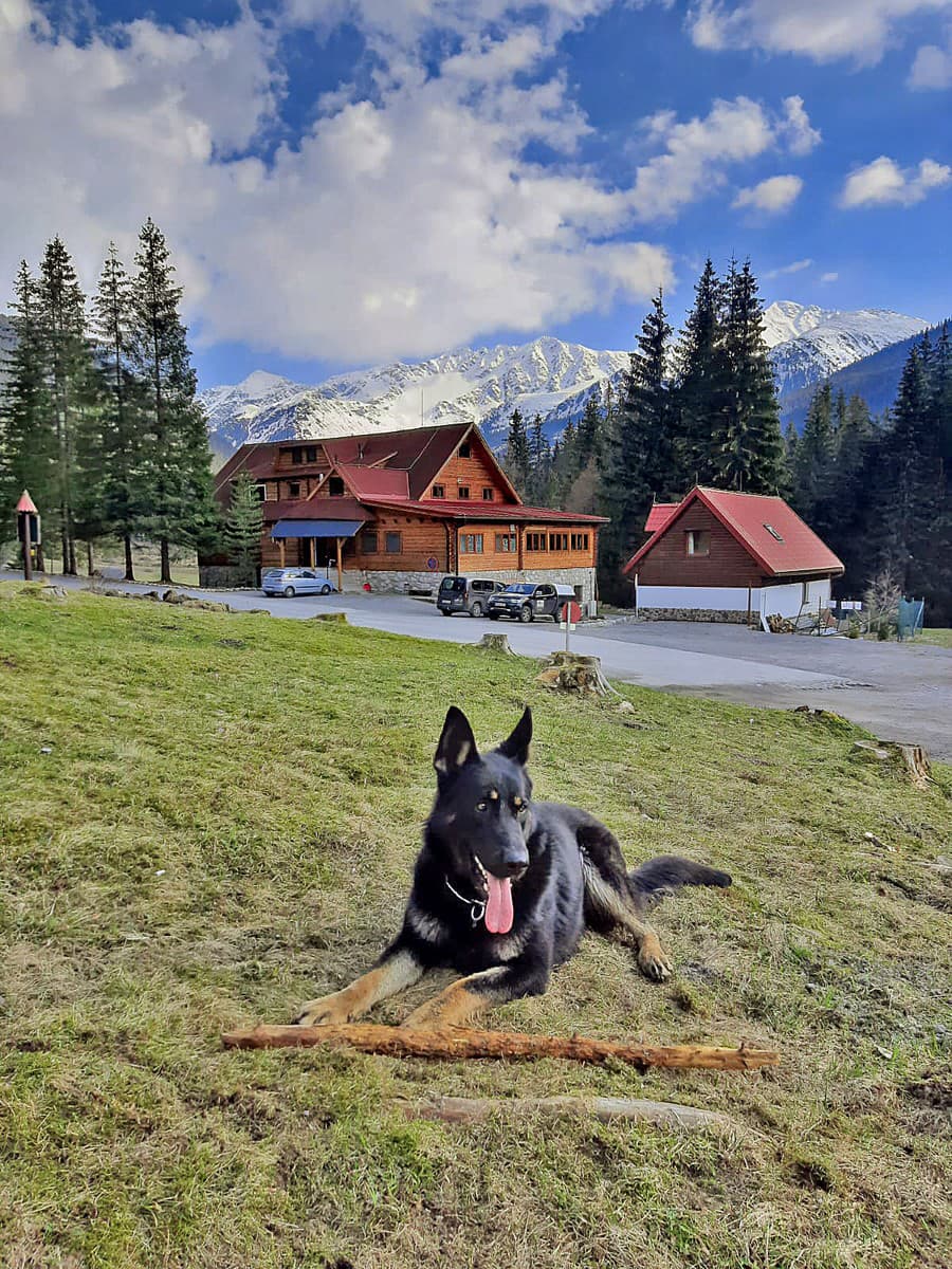 Takmer dvojročného vlčiaka by