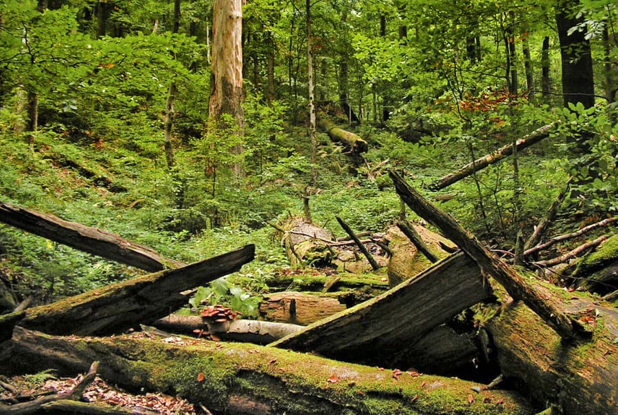 Karpatské bukové pralesy