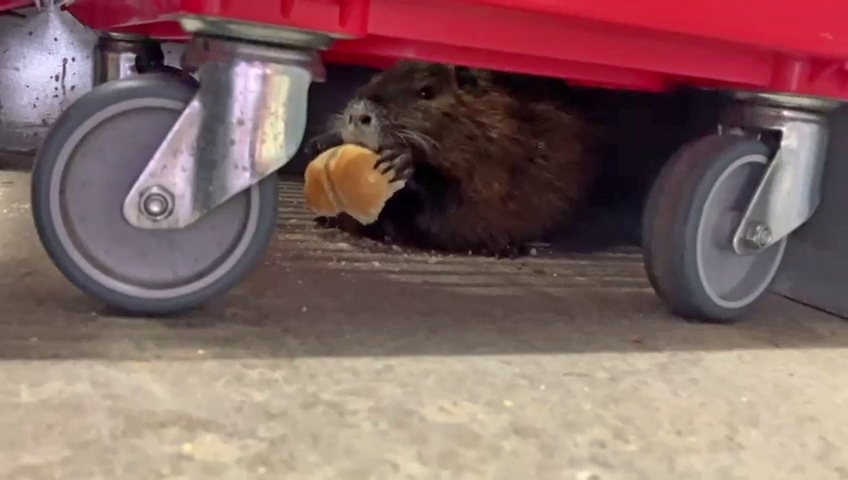 Nutria si ukradla kaiserku a ušla.