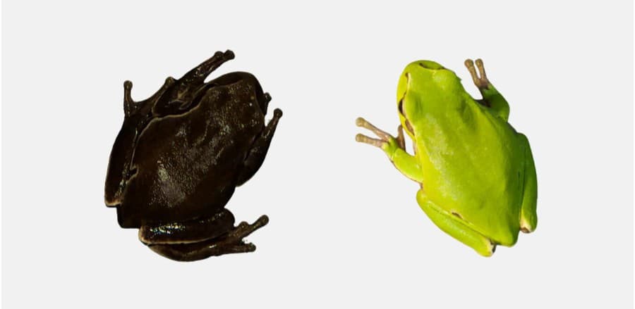 Niektoré žaby sú kvôli radiácii čierne.