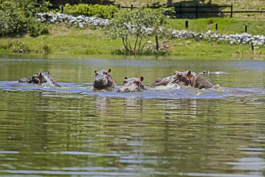 Zo súkromnej zoologickej záhrady