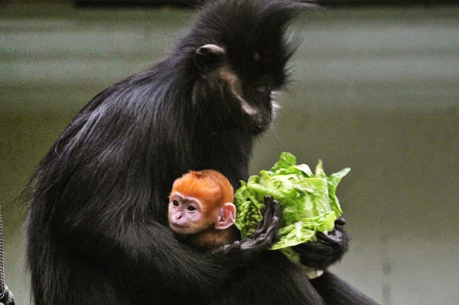 Srsť malej opičky vekom stmavne a bude vyzerať ako jej mama.