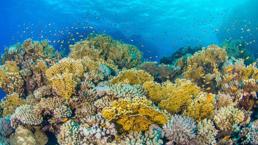 Veľká koralová bariéra je