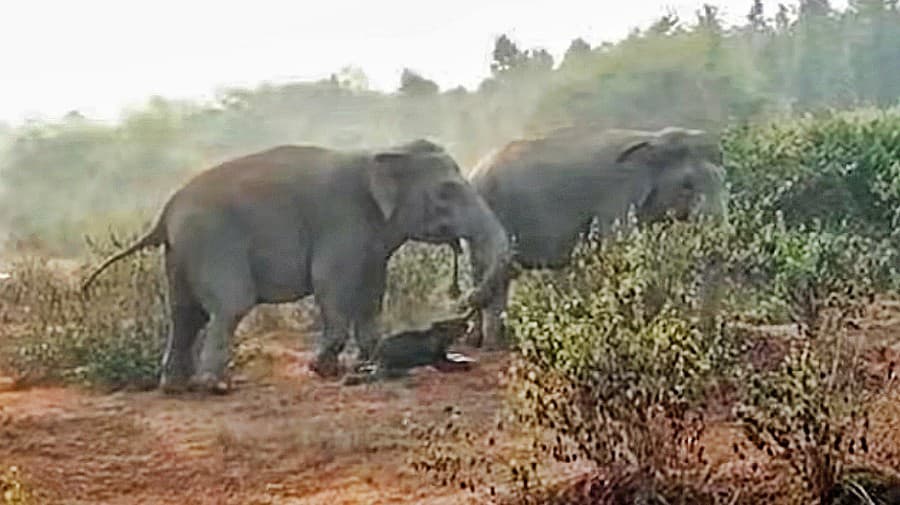 Zosnulé sloníča odnášajú za