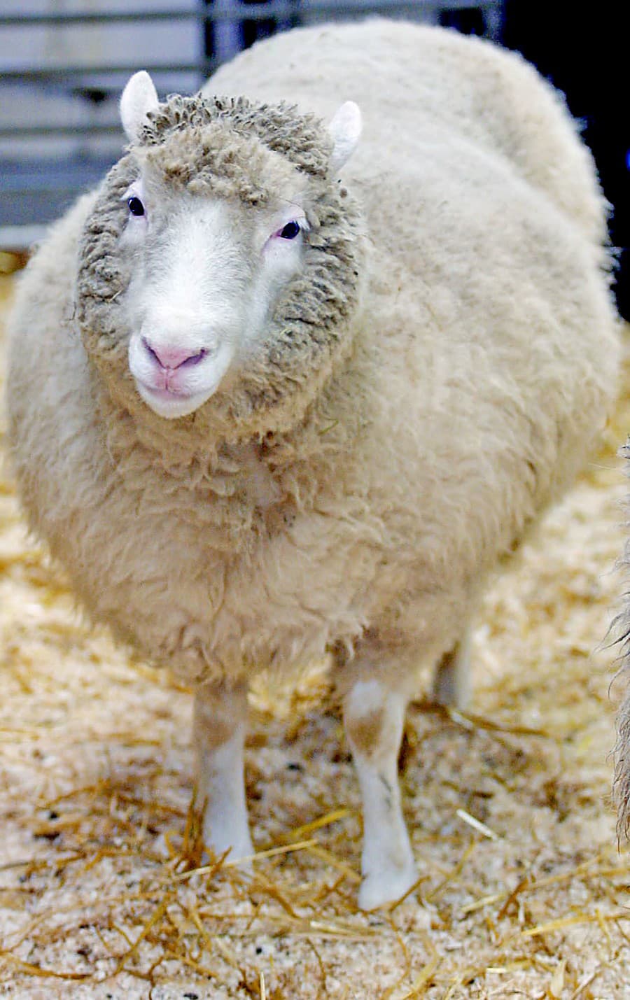 Ovečka Dolly bola prvým cicavcom vyklonovaným z dospelých telových buniek.
