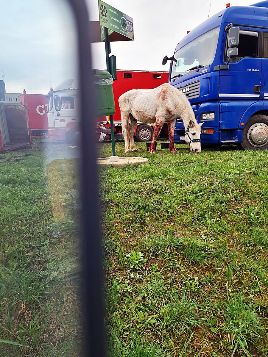 Zraneného koňa nafotila čitateľka Renáta, ktorú pohľad na zviera vystrašil.