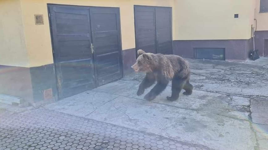 Fotografiu medveďa v Liptovskom Mikuláši zverejnila stránka Liptov112.sk