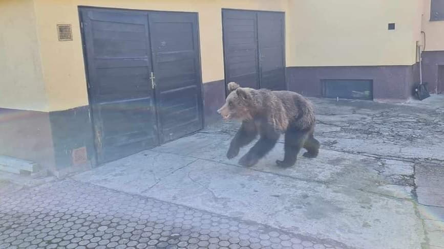 Fotografiu medveďa v Liptovskom