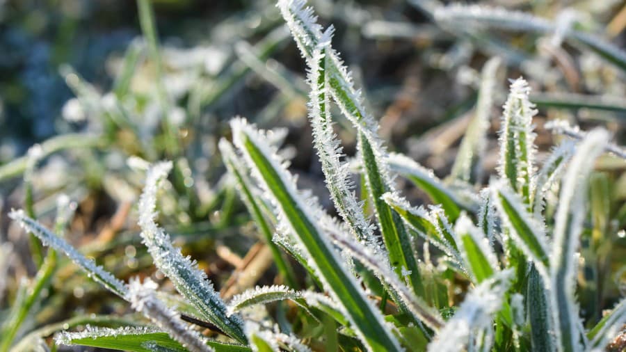 Lawn crystals water green