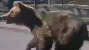 Pobehujúci medveď vydesil obyvateľov