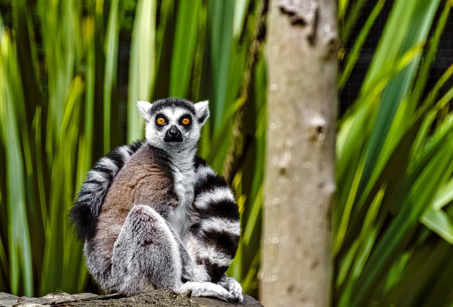 Exotický lemur síce vyzerá
