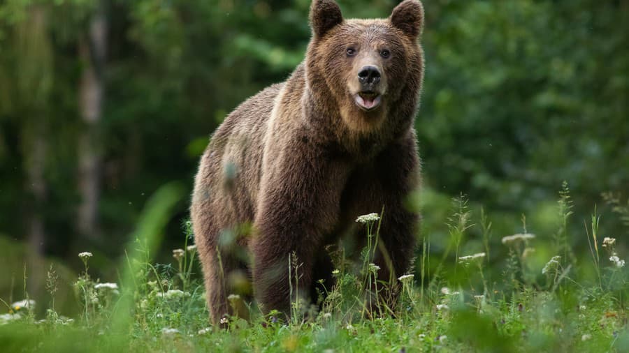 Medveď hnedý (ilustračné foto)