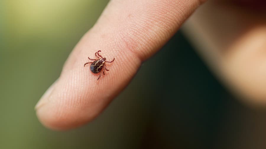 Wood Tick on finger