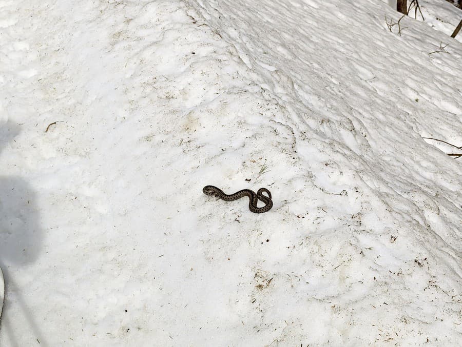 Had sa presúval po svahu na teplé skaly, kde sa mohol vyhrievať.