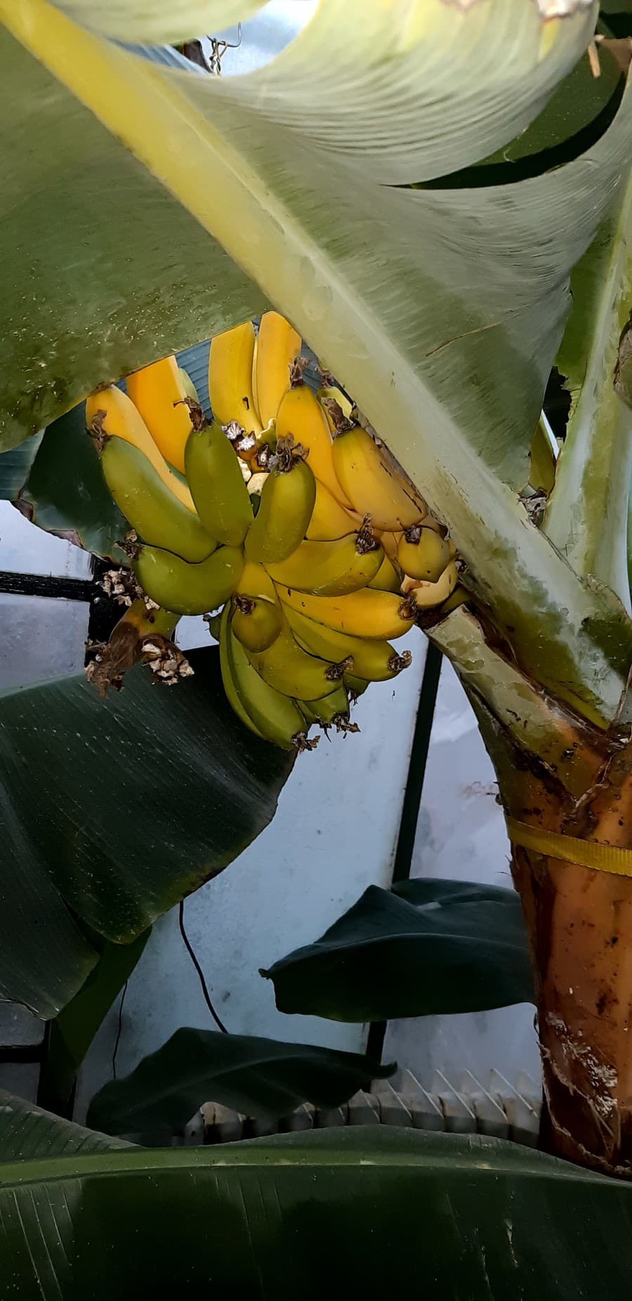 Dozreté banány sú veľmi