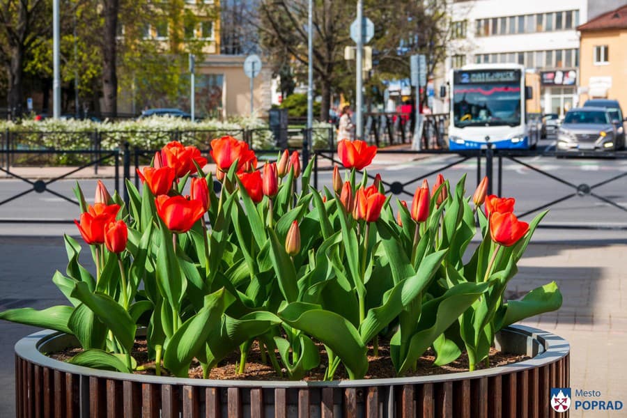 V meste Poprad rozkvitli