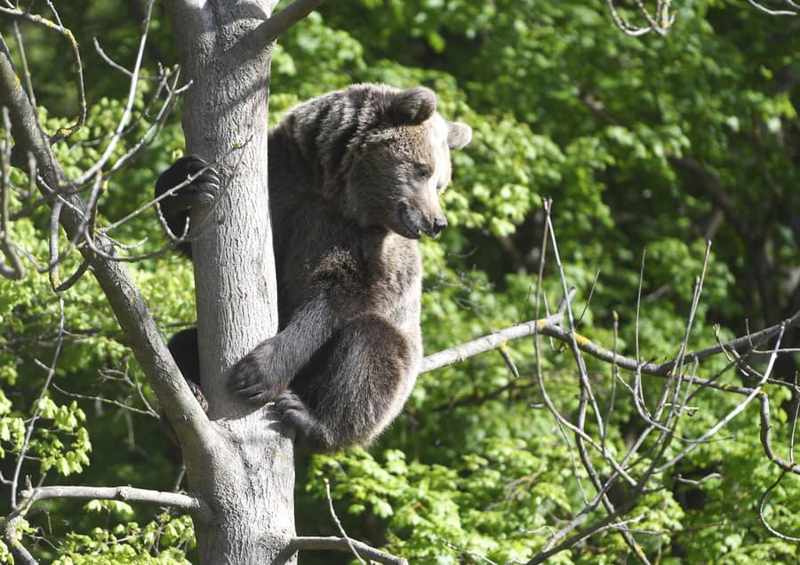 V košickej zoo sa