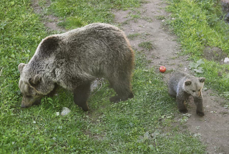 V košickej zoo sa