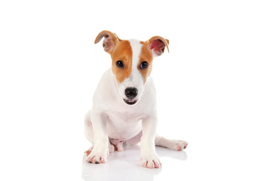 Jackrussell teriér