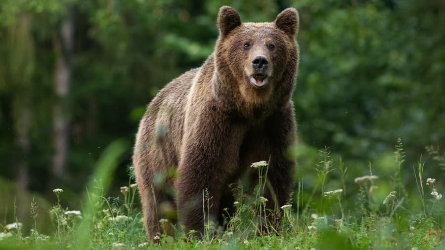 Medveď hnedý napadol dobrovoľného