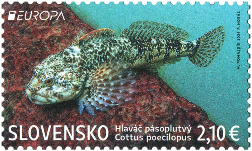 Slovenská pošta vydáva známku Europa 2024: Fauna a flóra tatranských plies.
