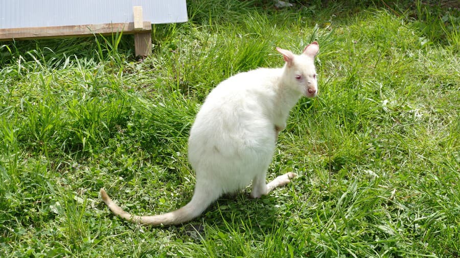 Kengura - albín je