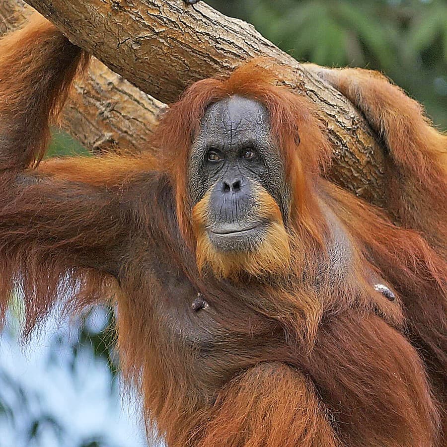Orangutania dáma je stále