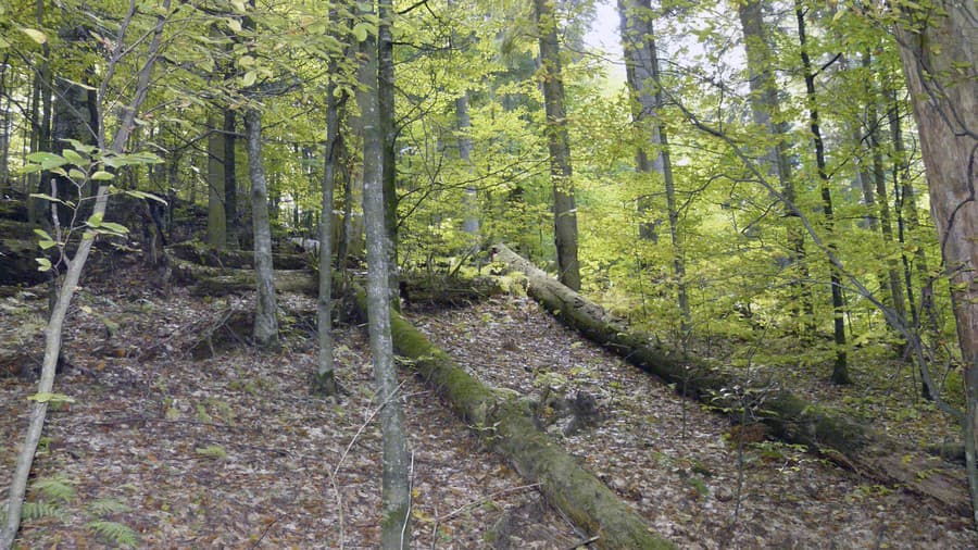 Dobročský prales (ilustračné foto)